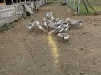Geese — الصورة 5