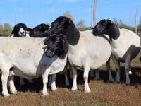 公羊, Dorper sheep — 照片 4