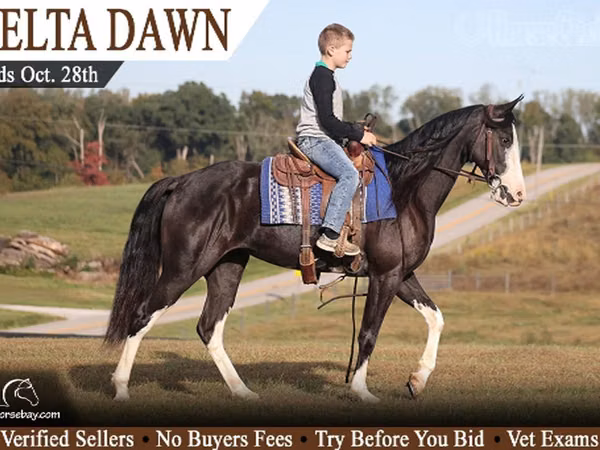 Jument, Racking Horse