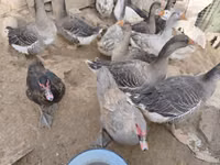 Geese — photo 1