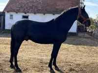 Horse (M), Nonius horse — photo 2