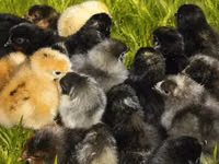 Chickens — फ़ोटो 3