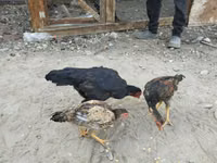 Chickens — Foto 6
