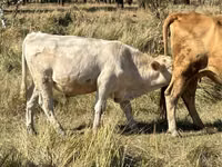 Bull, Red Polled Cow — photo 3