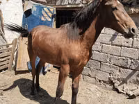 Hengst, Thoroughbred horse — Foto 3
