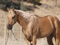 公马, Quarter Horse — 照片 5