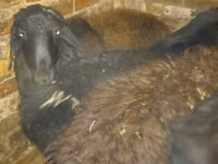 मेढ़ा, Qashqai sheep — फ़ोटो 3