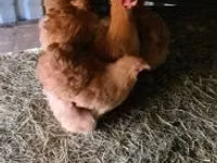 Chickens — Foto 4