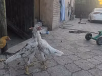 دجاج شمو — الصورة 7