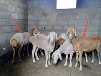 母羊, Katum sheep — 照片 1