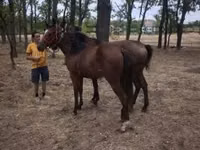 母马, Horses — 照片 5