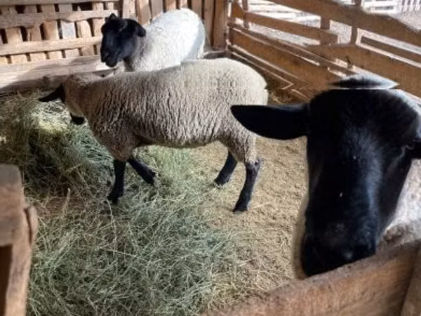كبش, White Suffolk sheep