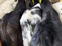 أبقار (دفعة، الجنس غير محدد), Simmental cattle — الصورة 5