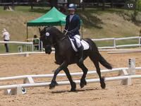 حصان, Friesian — الصورة 1