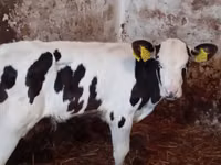 Rinder (Partie, Geschlecht nicht angegeben), Simmental cattle — Foto 3