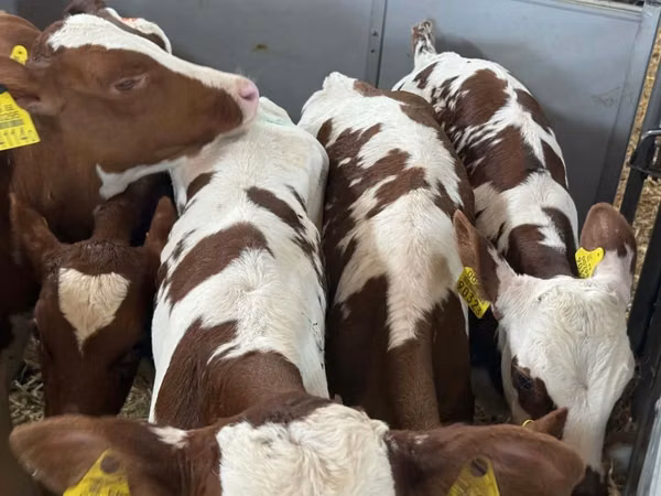 मवेशी (लॉट, लिंग निर्दिष्ट नहीं), Simmental cattle