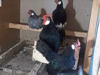 Chickens — फ़ोटो 3