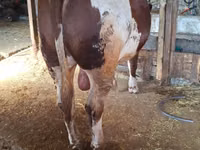 Toro, Simmental cattle — foto 2