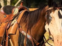 Jument, American paint horse — photo 5