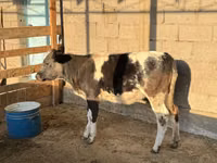 母牛, Belgian Blue — 照片 2