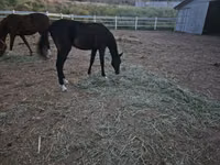 公马, Akhal-Teke — 照片 1