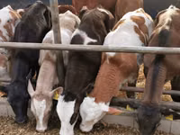 公牛, Red-spotted breed — 照片 6