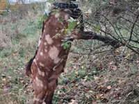 बकरा, Nubian Goat — फ़ोटो 1