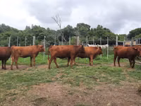 Kuh, Nguni cattle — Foto 1