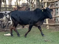 Bulle, Brahman — Foto 4