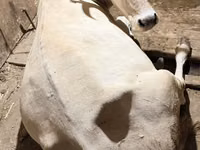 母牛, Ukrainian Brown Dairy Cattle — 照片 1