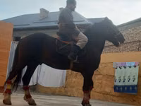 公马, Russian warmblood — 照片 3