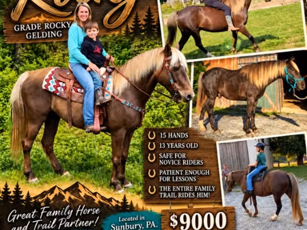 Cheval, Rocky Mountain Horse