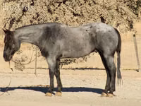公马, Quarter Horse — 照片 8