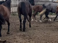 حصان, Kushum Horse — الصورة 3