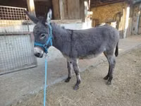 Cheval, Chevaux — photo 3