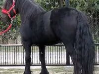 Caballo, Fell pony — foto 2