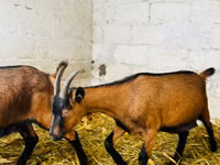 Ziege, Italian Alpine goat — Foto 1