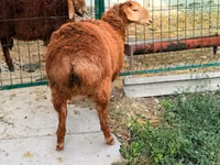 Schaf, Hissar sheep — Foto 3