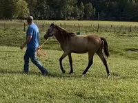 Yegua, Rocky Mountain Horse — foto 7