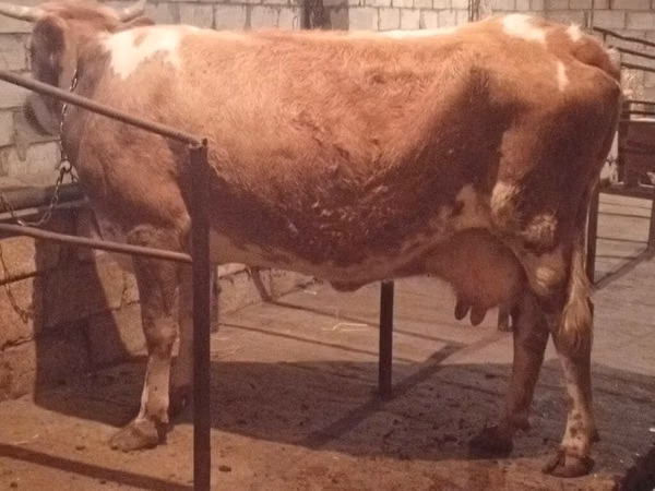 Vaca, Simmental cattle