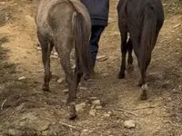 Stute, Rocky Mountain Horse — Foto 3