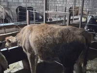 गाय, मवेशी — फ़ोटो 6