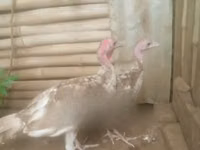 बोर्बन रेड — फ़ोटो 1