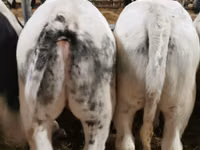 公牛, Belgian Blue — 照片 4