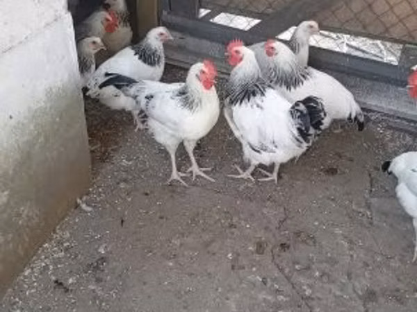 Датская несушка