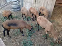 Schaf, Cameroon sheep — Foto 2