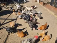 Chickens — photo 1