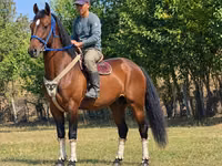 Hengst, Kyrgyz Horse — Foto 1