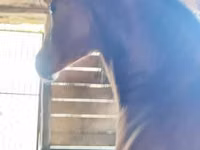 घोड़ा, Nonius horse — फ़ोटो 1