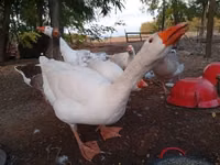 Graue und graugescheckte dänische Gans — Foto 3